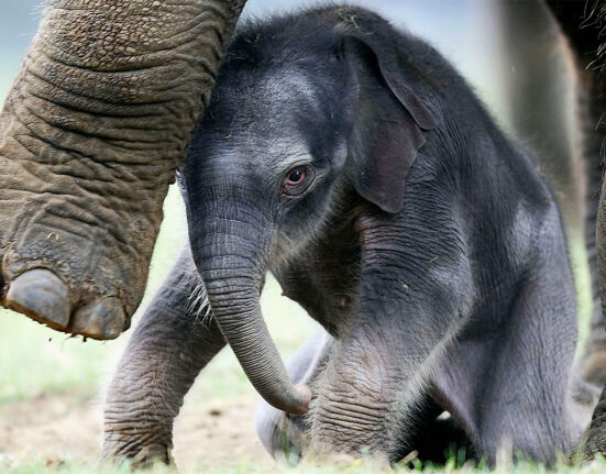 A baby elephat huddles under the feet of its mother.