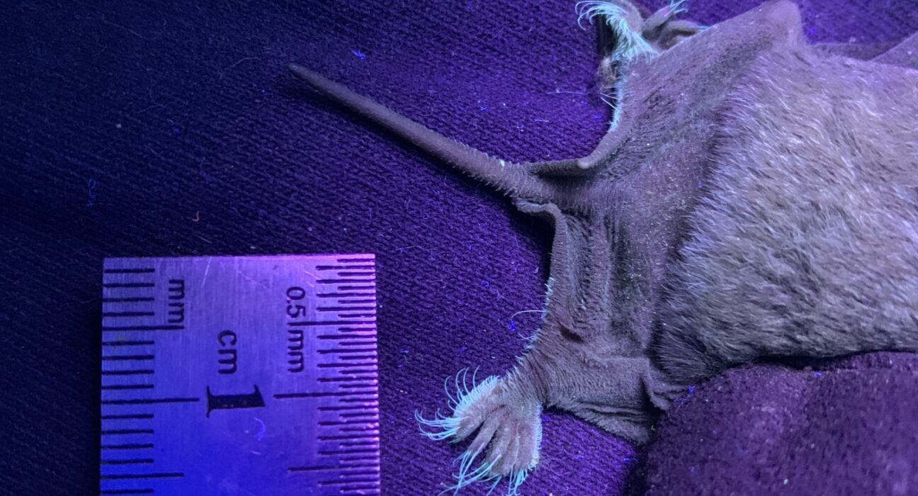 The very hairy back feet of a Mexican free-tailed bat light up under ultraviolet light. This image shows just the back half of a bat next to a ruler for scale.