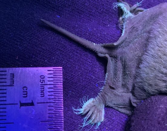 The very hairy back feet of a Mexican free-tailed bat light up under ultraviolet light. This image shows just the back half of a bat next to a ruler for scale.