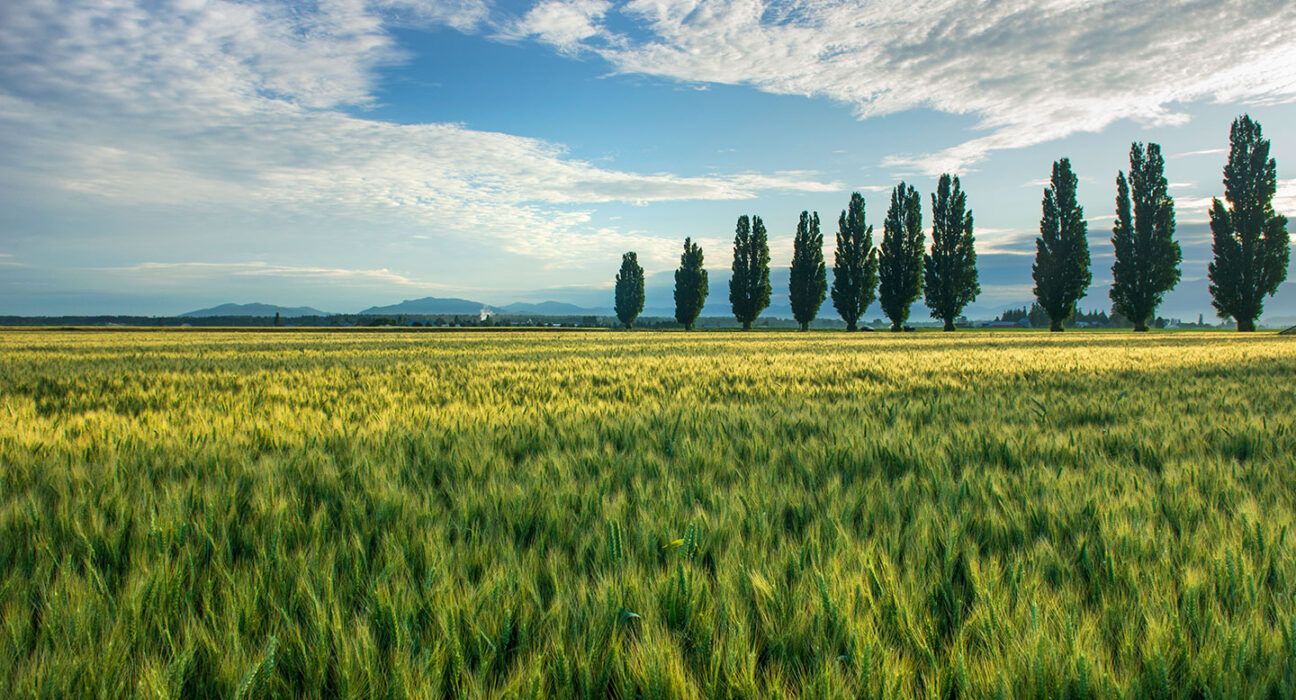 a field of grass with a line of poplar trees in the distance on the right, under a blue sky with clouds