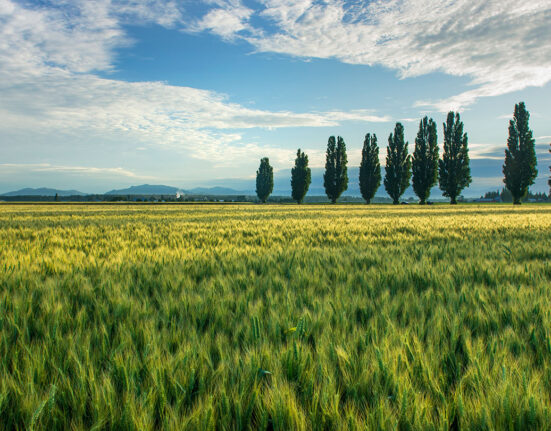 a field of grass with a line of poplar trees in the distance on the right, under a blue sky with clouds