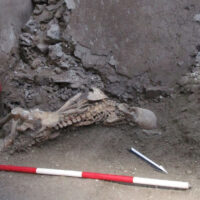 A photo of a skeleton with broken bones in an excavated house in Pompeii, Italy.