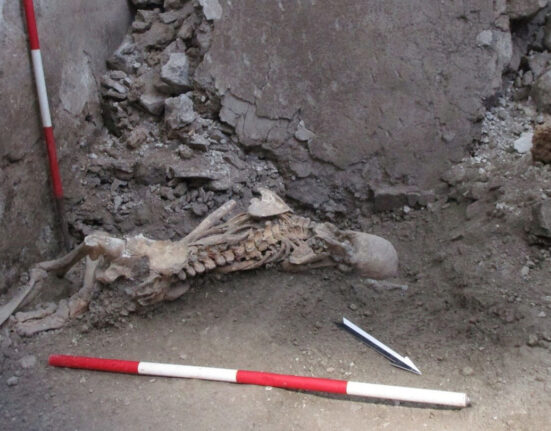 A photo of a skeleton with broken bones in an excavated house in Pompeii, Italy.