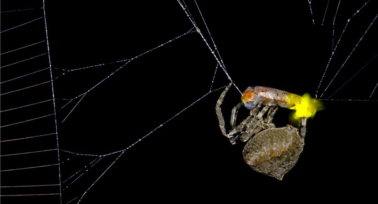 A small brown spider wraps a firefly with a glowing lantern that flew into its web in spider silk