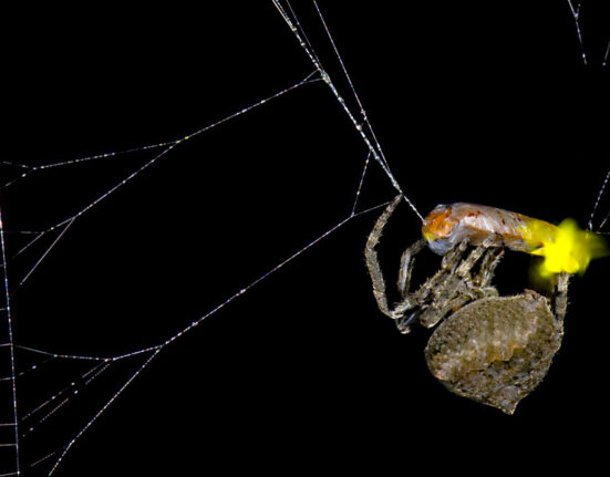 A small brown spider wraps a firefly with a glowing lantern that flew into its web in spider silk