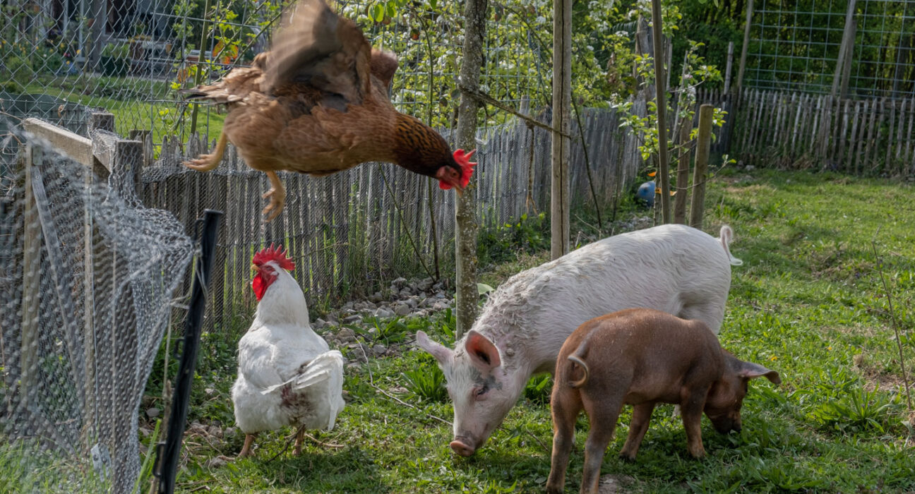 Two pigs eat grass next to a wooden fence with chicken wire attached the the top. A chicken stands next to the pigs while another jumps off the top of the fence.