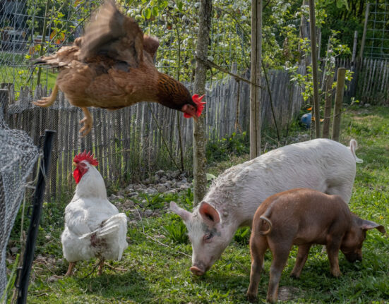 Two pigs eat grass next to a wooden fence with chicken wire attached the the top. A chicken stands next to the pigs while another jumps off the top of the fence.