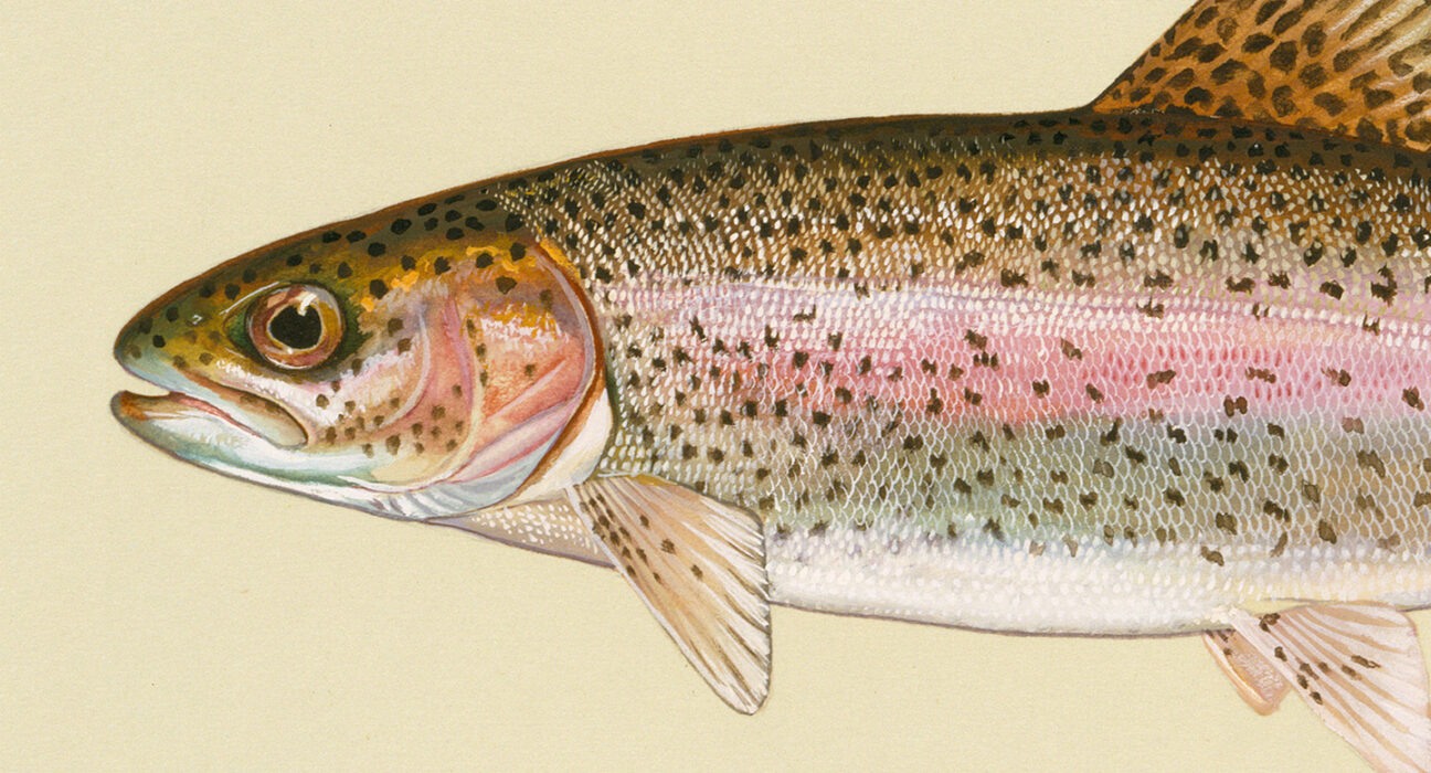 An illustration of a rainbow trout is shown from the middle of the fish's body to the fish's head