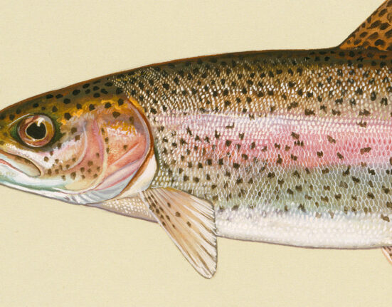 An illustration of a rainbow trout is shown from the middle of the fish's body to the fish's head