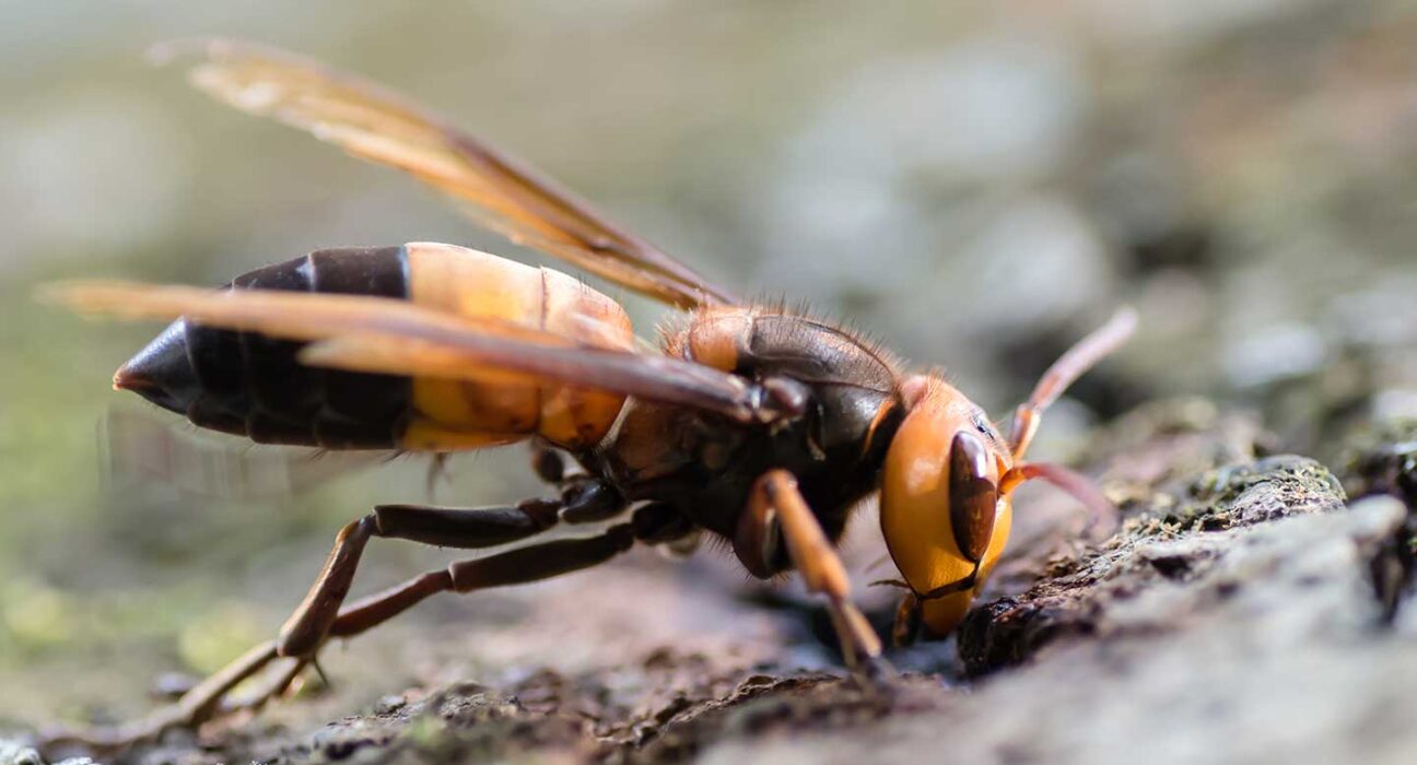 A side-on view of a black, brown and yellow southern giant hornet.