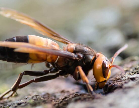 A side-on view of a black, brown and yellow southern giant hornet.