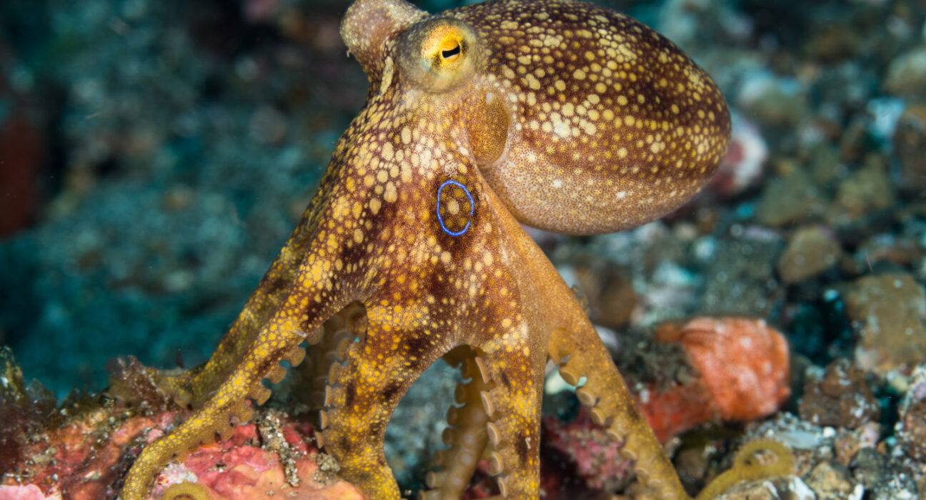 Let’s learn about octopuses