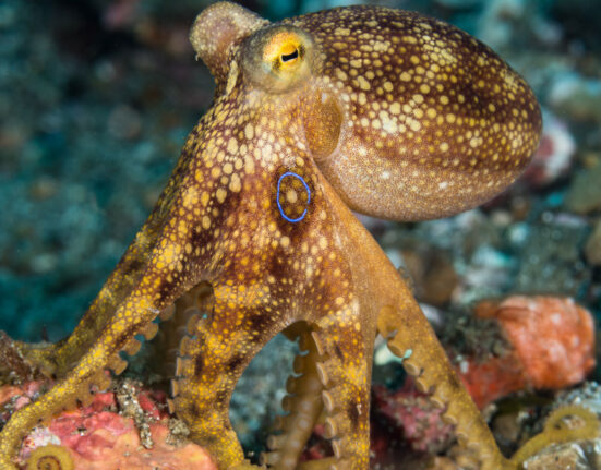 Let’s learn about octopuses