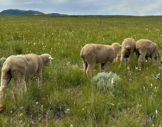 Four sheep graze in a meadow of tall grass dotted by yellow flowers