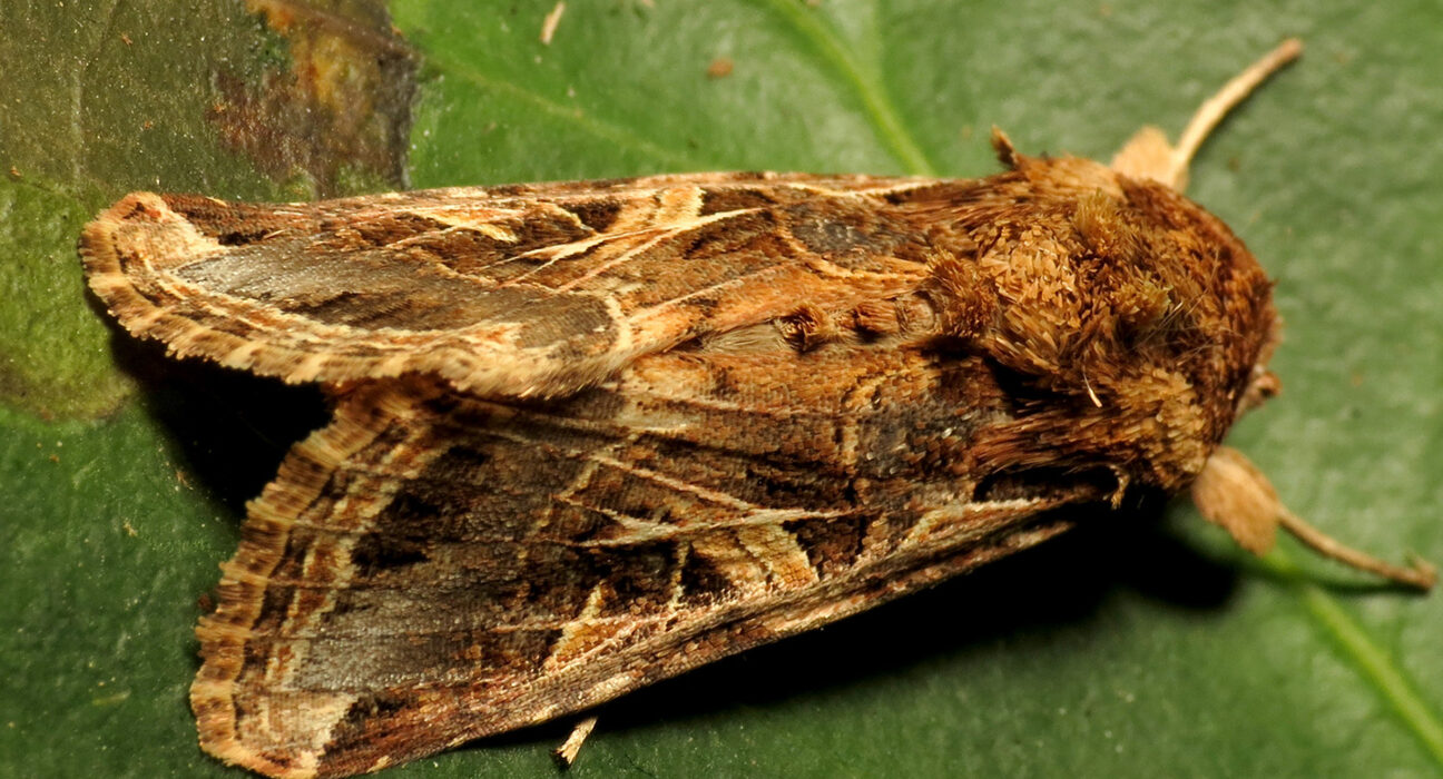 A close-up of a brown and yellow moth sitting on a green leaf