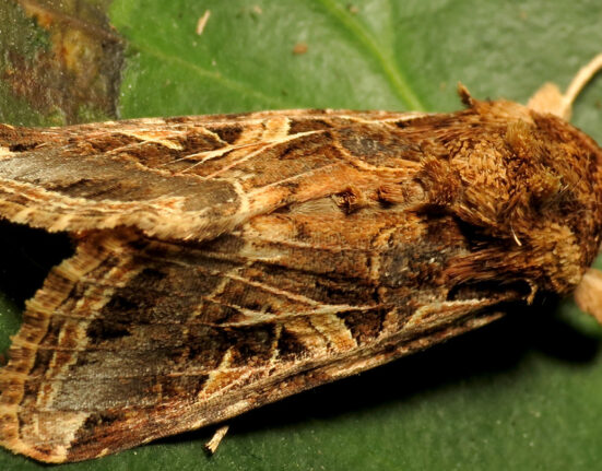 A close-up of a brown and yellow moth sitting on a green leaf