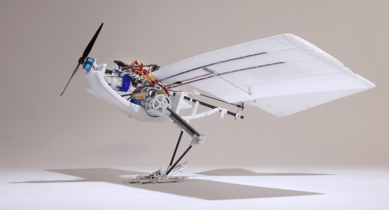 This bird-inspired drone is more energy efficient and proficient at complex flight maneuvers