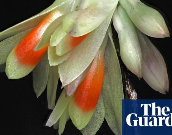 Toadstool with teeth and ghostly palm among plant and fungus finds of 2024 | Plants