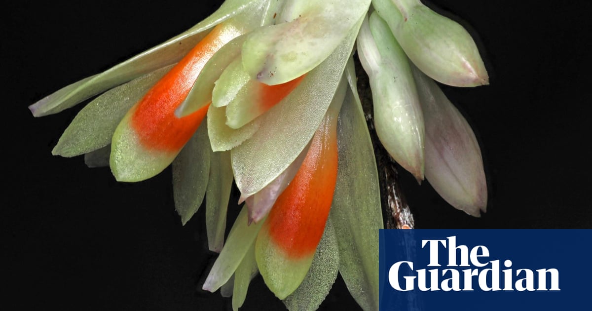 Toadstool with teeth and ghostly palm among plant and fungus finds of 2024 | Plants