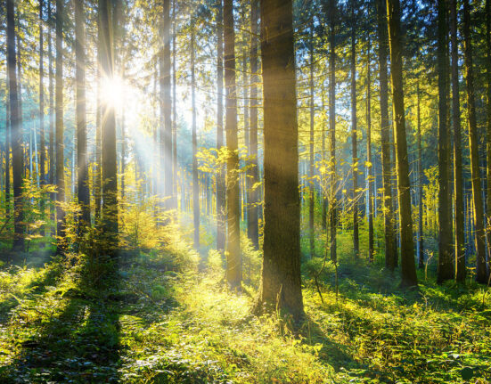 a burst of sunlight lights up a forest, making it glow green in the light between the trees