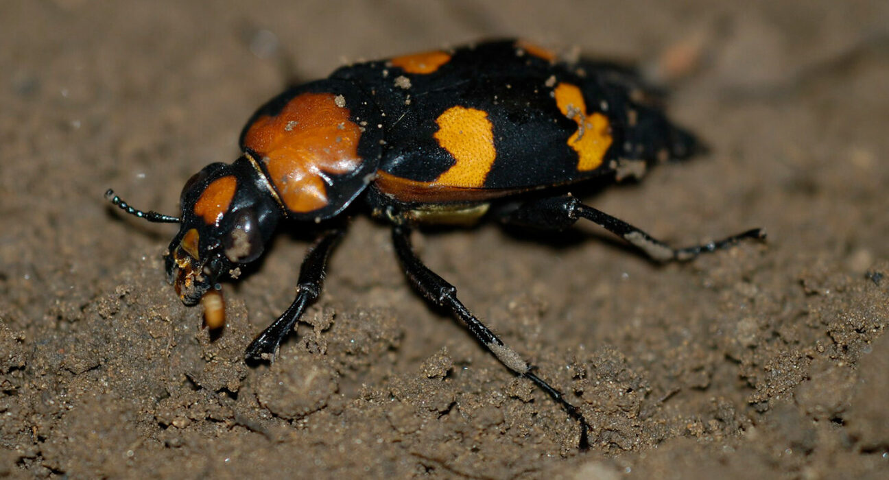 An orange and black beetle on soil