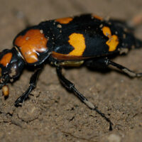 An orange and black beetle on soil