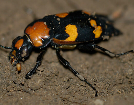 An orange and black beetle on soil