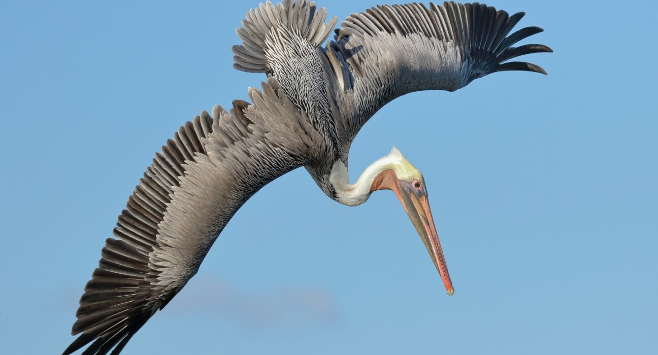 A pelican in flight shows how its wings have many overlapping rows of feathers