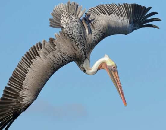 A pelican in flight shows how its wings have many overlapping rows of feathers