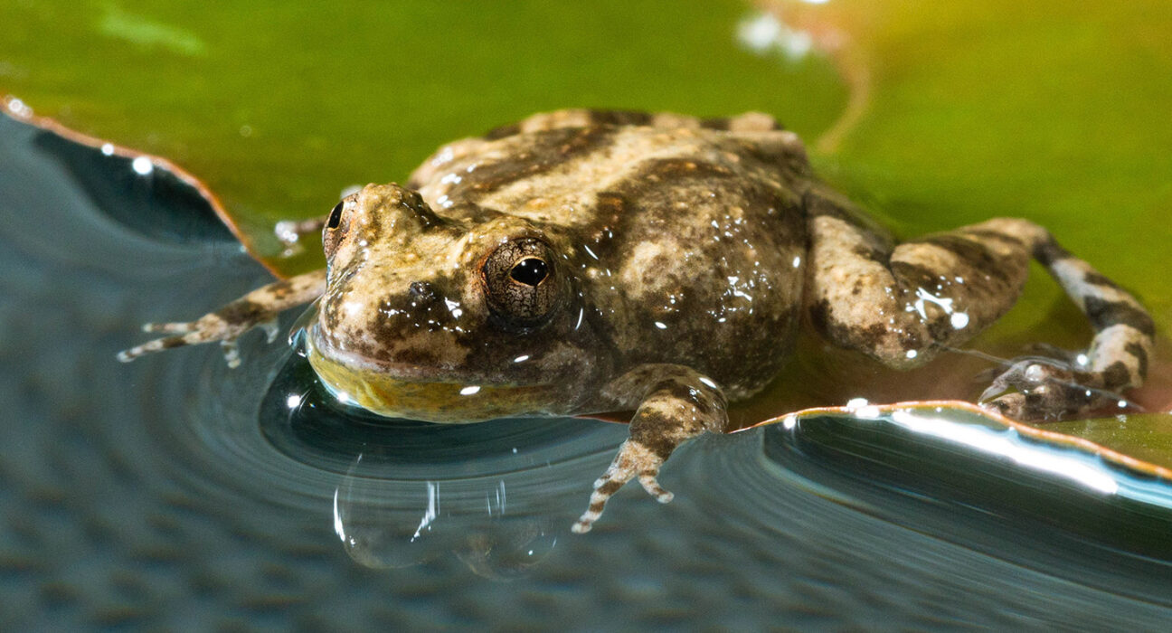 Close-up photo of a cricket frog lying on a lily pad with its head and front legs extended into the water.