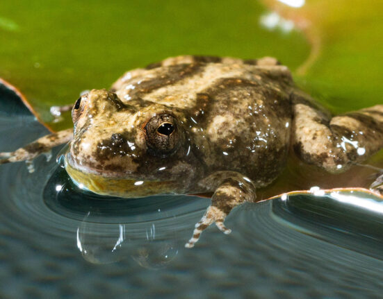 Close-up photo of a cricket frog lying on a lily pad with its head and front legs extended into the water.