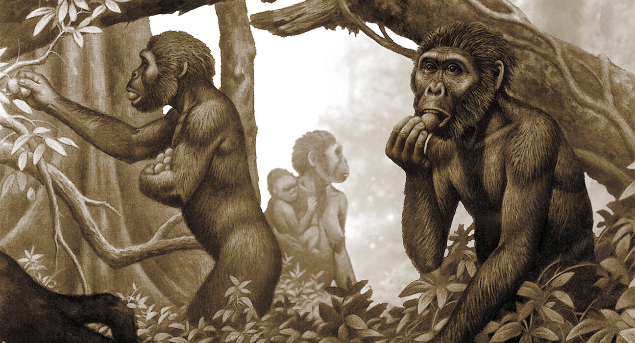 A sepia-toned illustration of a group of early humans, or australopithecus, collecting vegetation