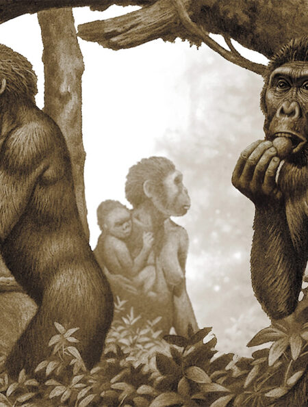 A sepia-toned illustration of a group of early humans, or australopithecus, collecting vegetation