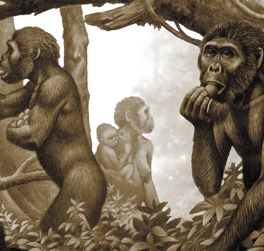 A sepia-toned illustration of a group of early humans, or australopithecus, collecting vegetation