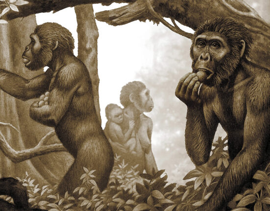 A sepia-toned illustration of a group of early humans, or australopithecus, collecting vegetation