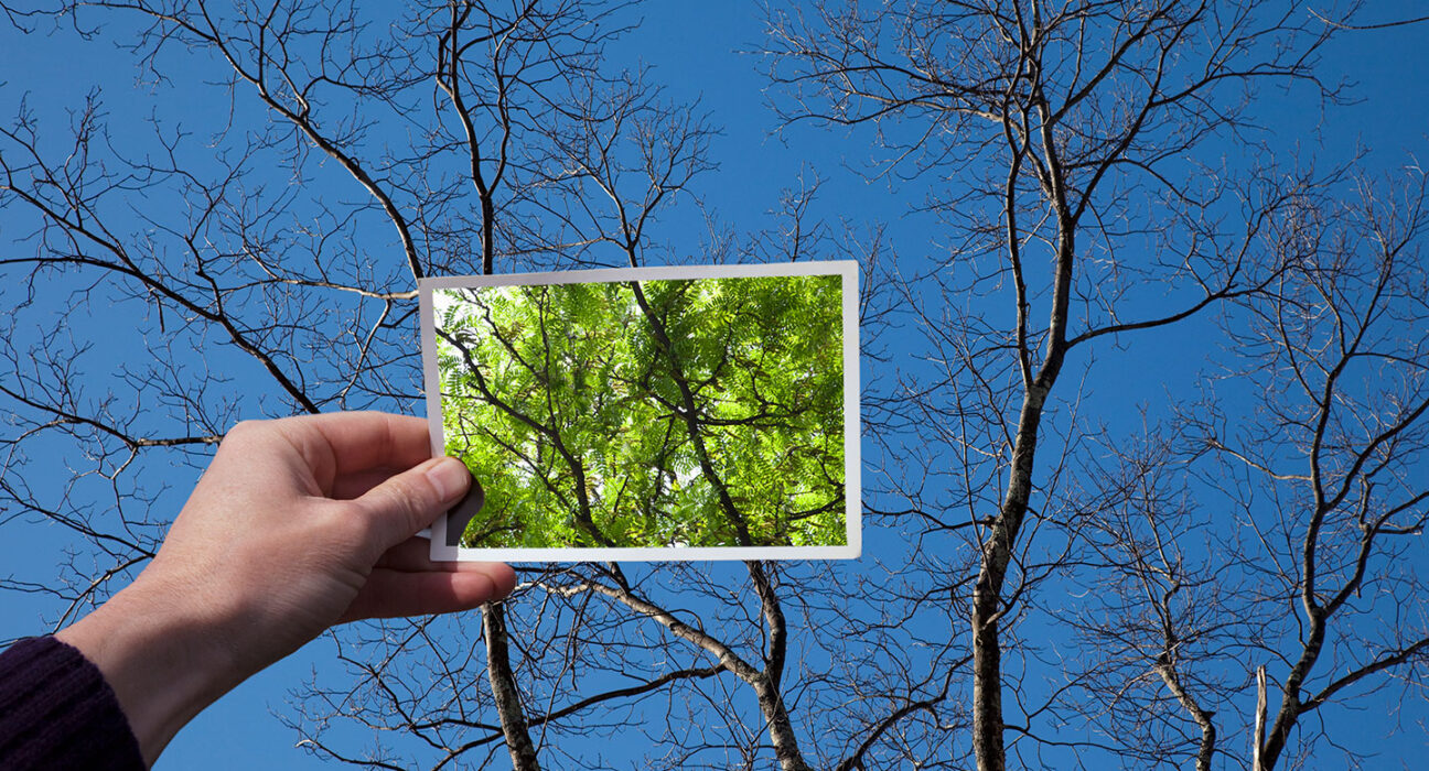 How to identify tree species in the winter