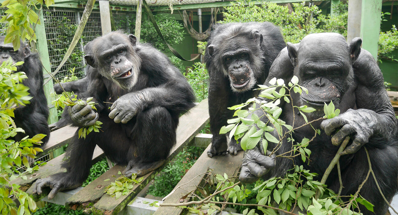 Three chimpanzees are shown huddled around greenery in a Japanese sanctuary