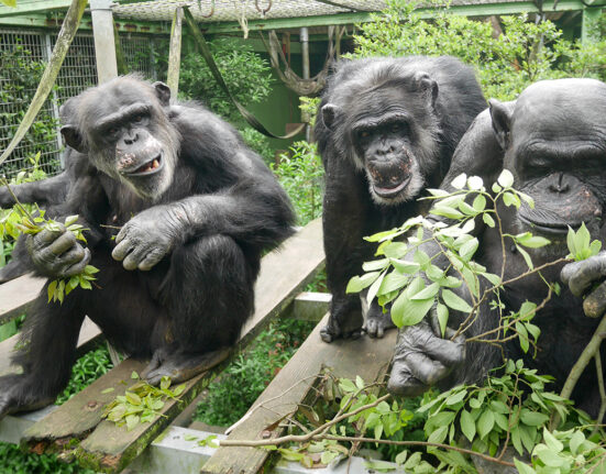 Three chimpanzees are shown huddled around greenery in a Japanese sanctuary